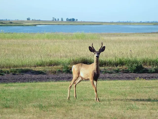 Young mule deer beside the lake